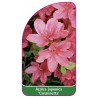 azalea-japonica-canzonetta-a1