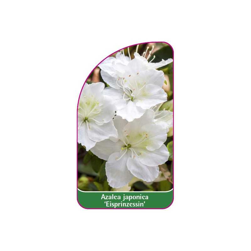 azalea-japonica-eisprinzessin-b1