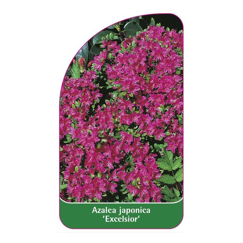 azalea-japonica-excelsior-1