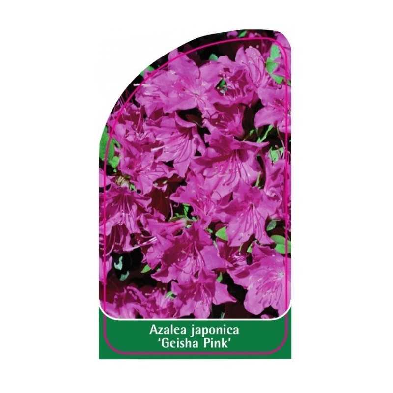 azalea-japonica-geisha-pink-1