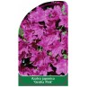 azalea-japonica-geisha-pink-1