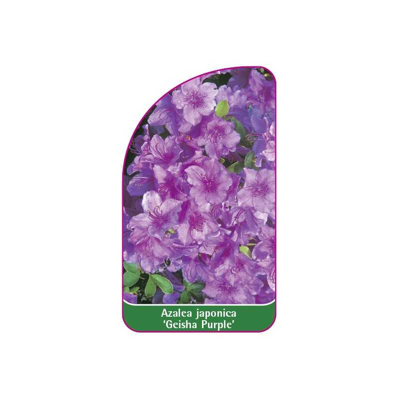 azalea-japonica-geisha-purple-mini1