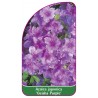 azalea-japonica-geisha-purple-mini1