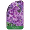 azalea-japonica-geisha-purple-standard1