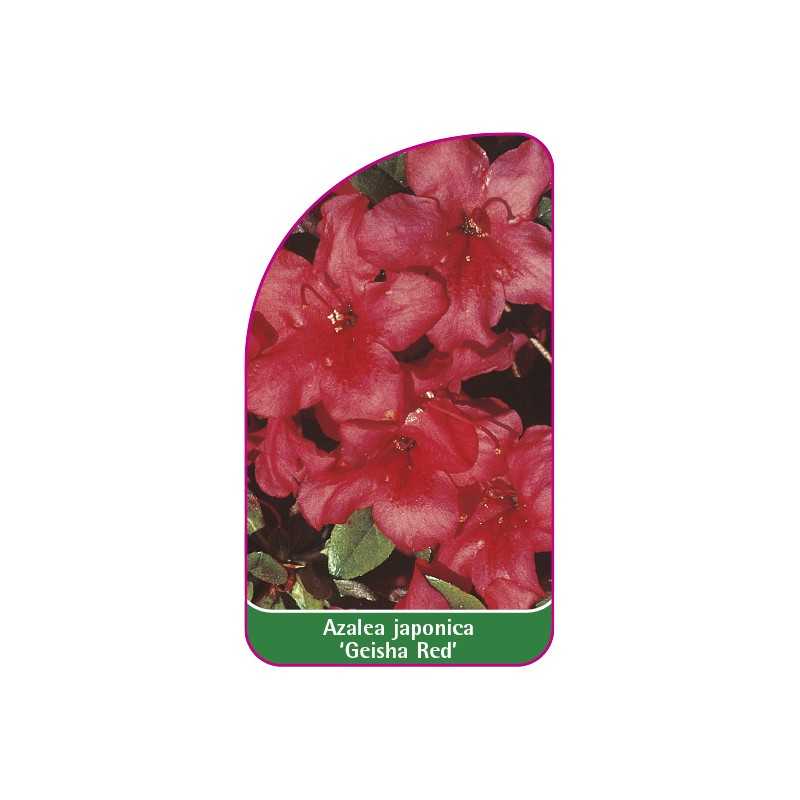 azalea-japonica-geisha-red-1