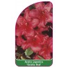 azalea-japonica-geisha-red-1