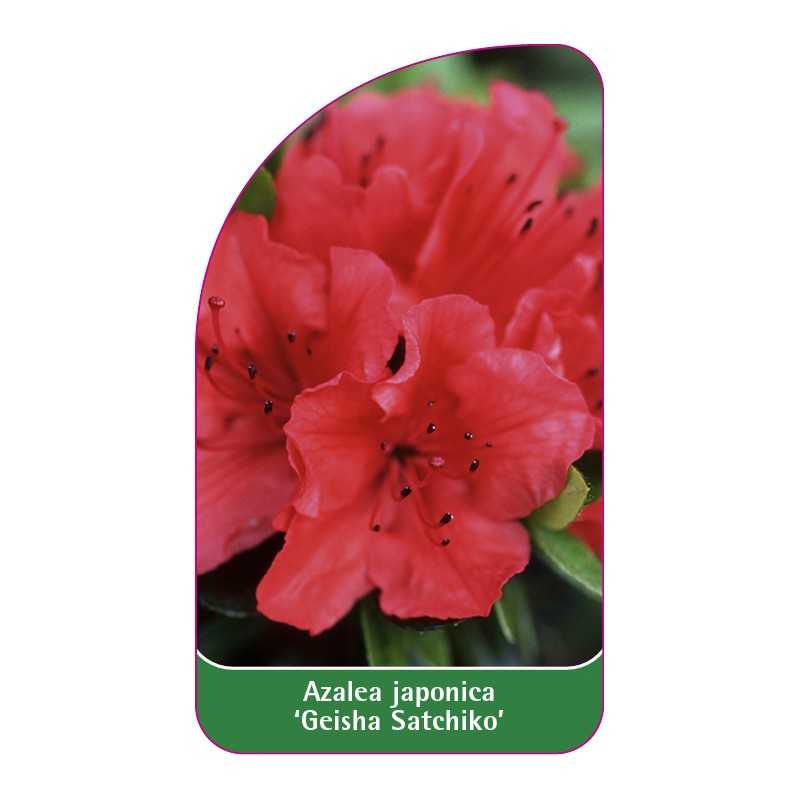 azalea-japonica-geisha-satchiko-standard-b1