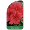 azalea-japonica-geisha-satchiko-standard-b1