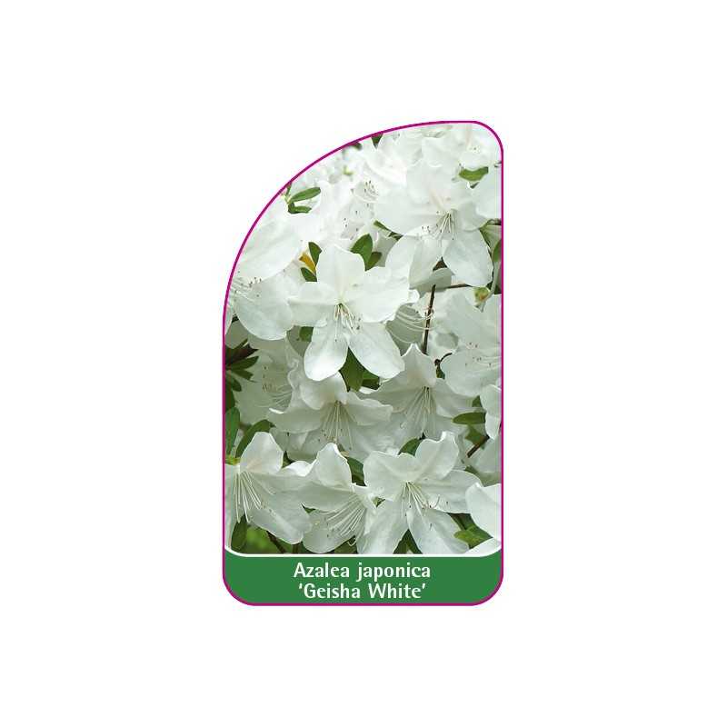 azalea-japonica-geisha-white-1