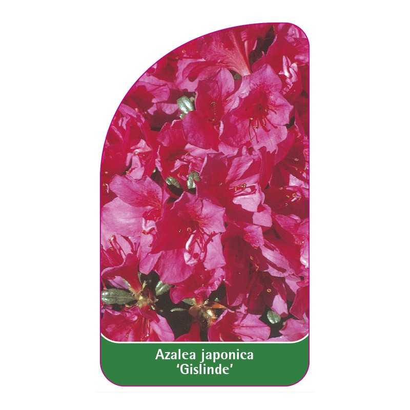 azalea-japonica-gislinde-standard-1