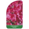 azalea-japonica-gislinde-standard-1