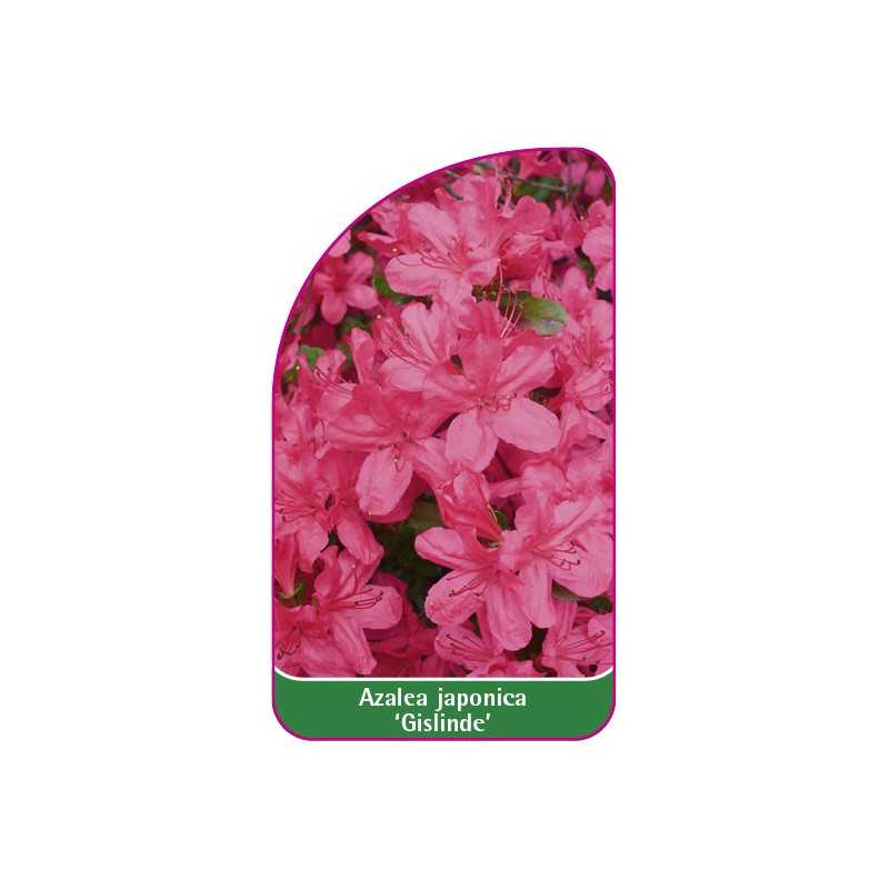 azalea-japonica-gislinde-mini-b1