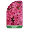 azalea-japonica-gislinde-mini-b1