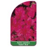 azalea-japonica-hahn-s-red-1