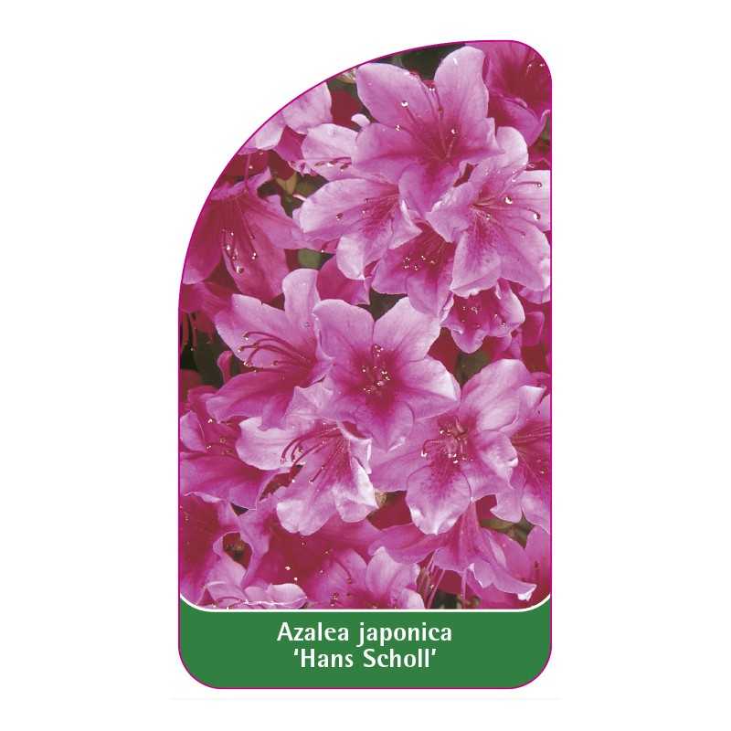 azalea-japonica-hans-scholl-1