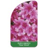 azalea-japonica-hans-scholl-1