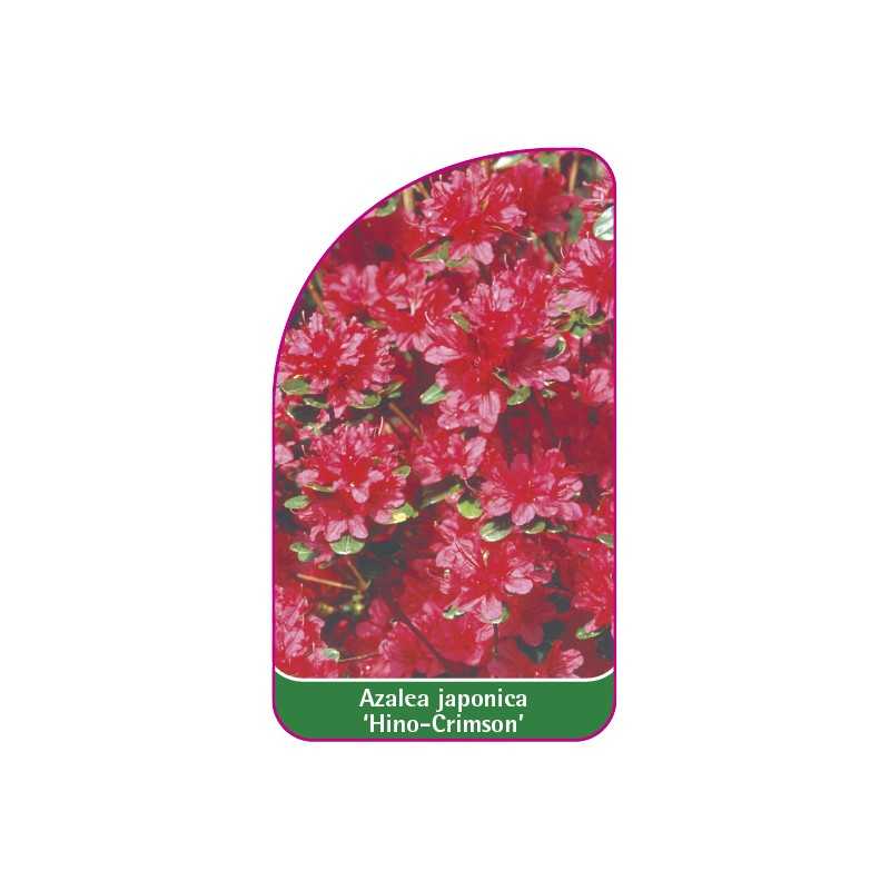 azalea-japonica-hino-crimson-1