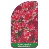 azalea-japonica-hino-crimson-1