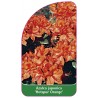 azalea-japonica-hotspur-orange-1