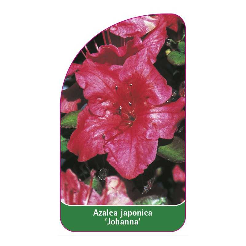 azalea-japonica-johanna-1