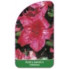 azalea-japonica-johanna-1