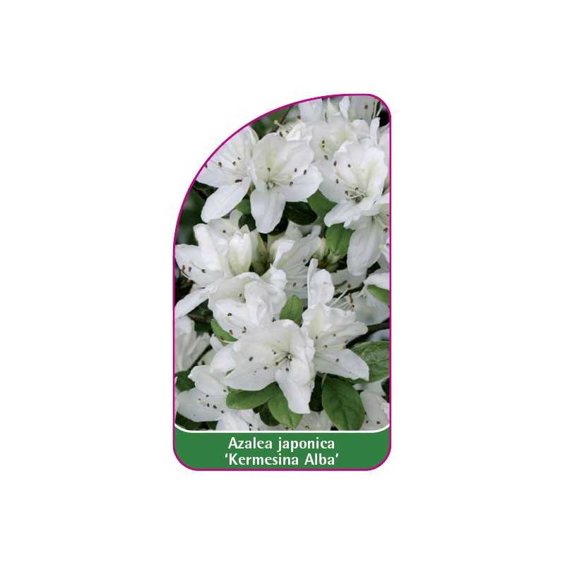 azalea-japonica-kermesina-alba-1