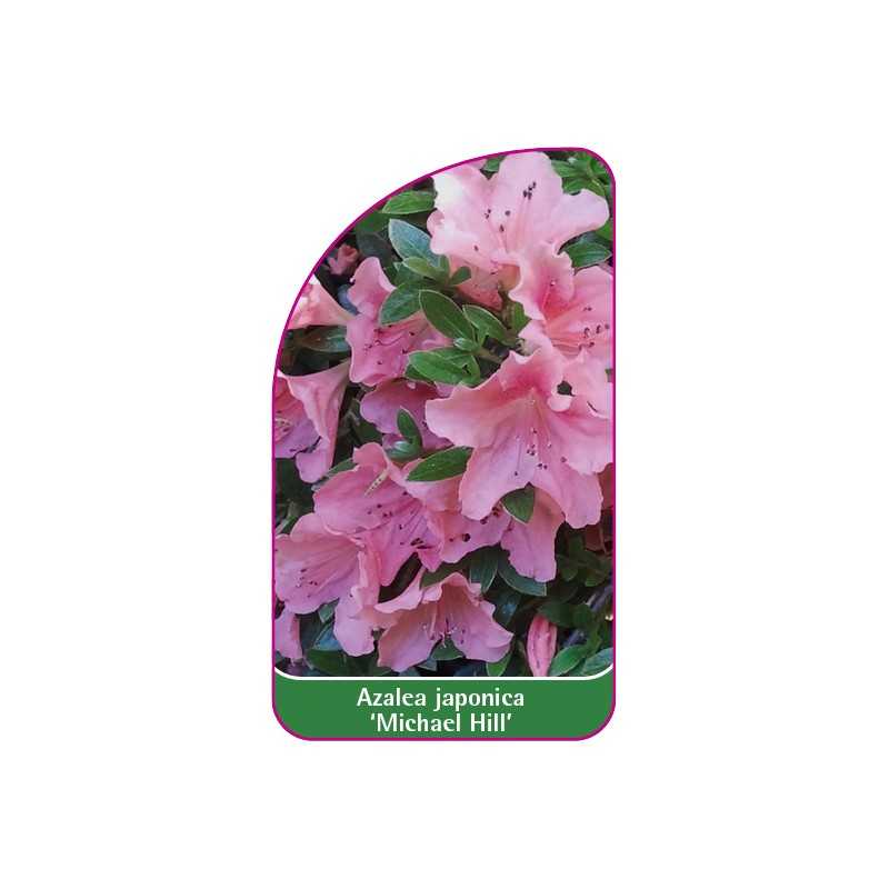 azalea-japonica-michael-hill-1