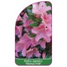 azalea-japonica-michael-hill-1