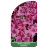 azalea-japonica-michiko-1