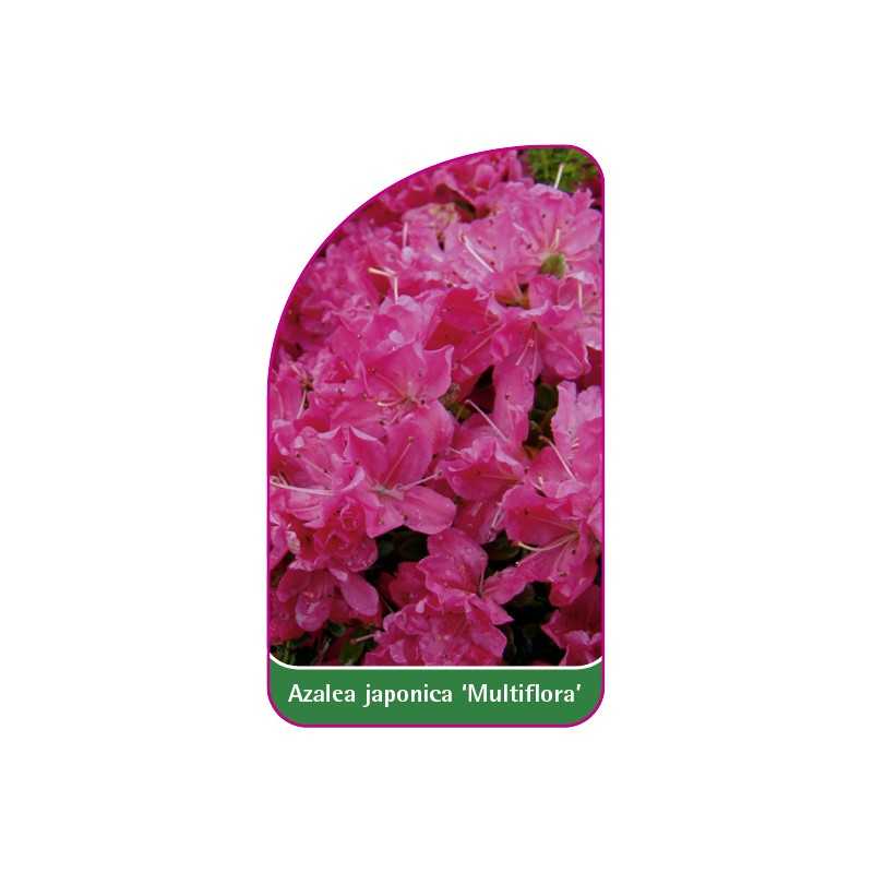 azalea-japonica-multiflora-mini1