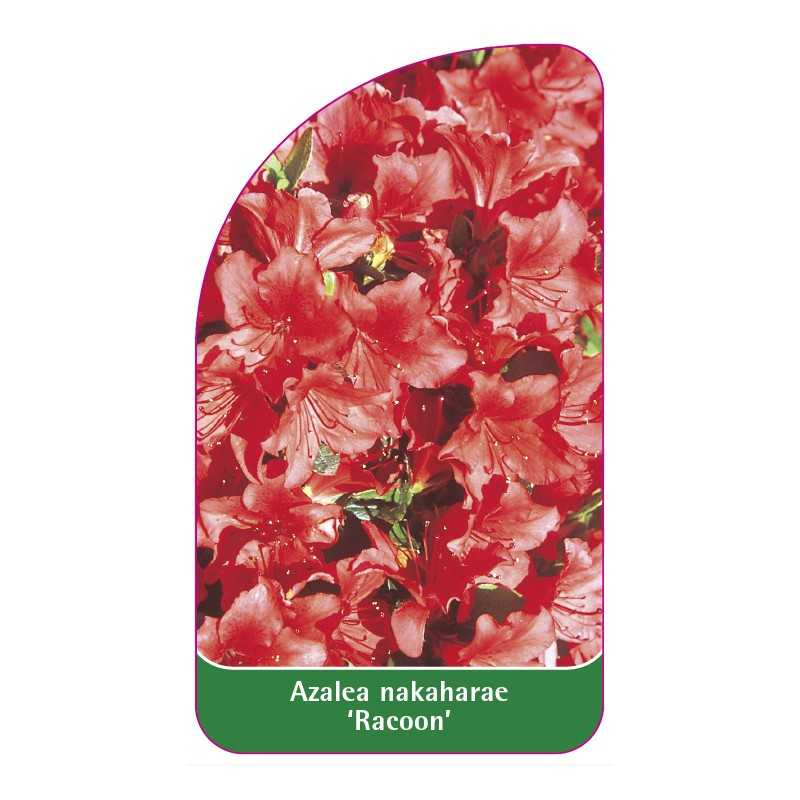 azalea-japonica-racoon-standard1