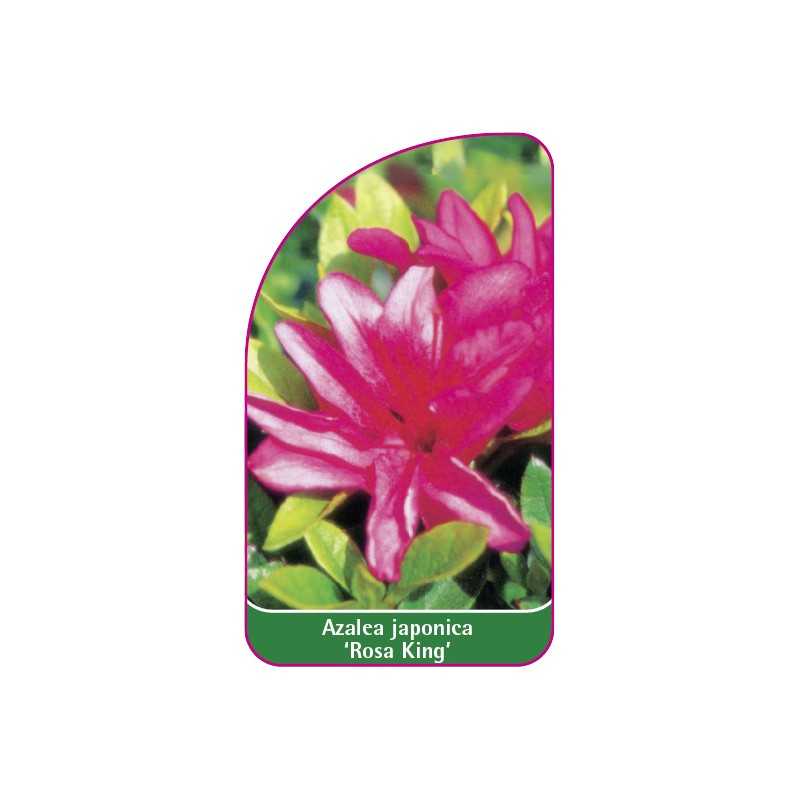 azalea-japonica-rosa-king-1