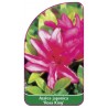 azalea-japonica-rosa-king-1