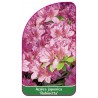 azalea-japonica-rubinetta-c1