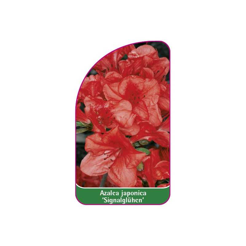 azalea-japonica-signalgluhen-1