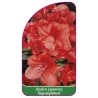 azalea-japonica-signalgluhen-1