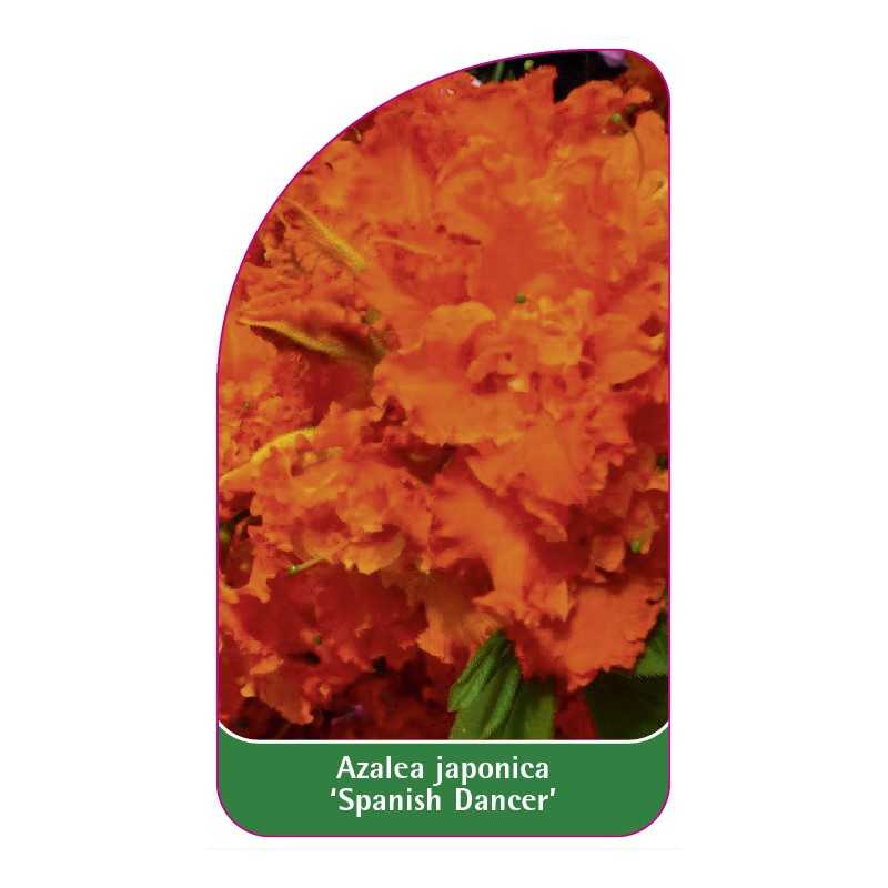 azalea-japonica-spanish-dancer-b1