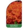 azalea-japonica-spanish-dancer-b1