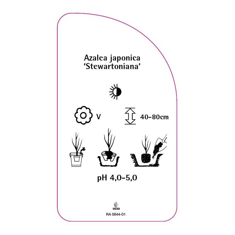 azalea-japonica-stewartoniana-a0