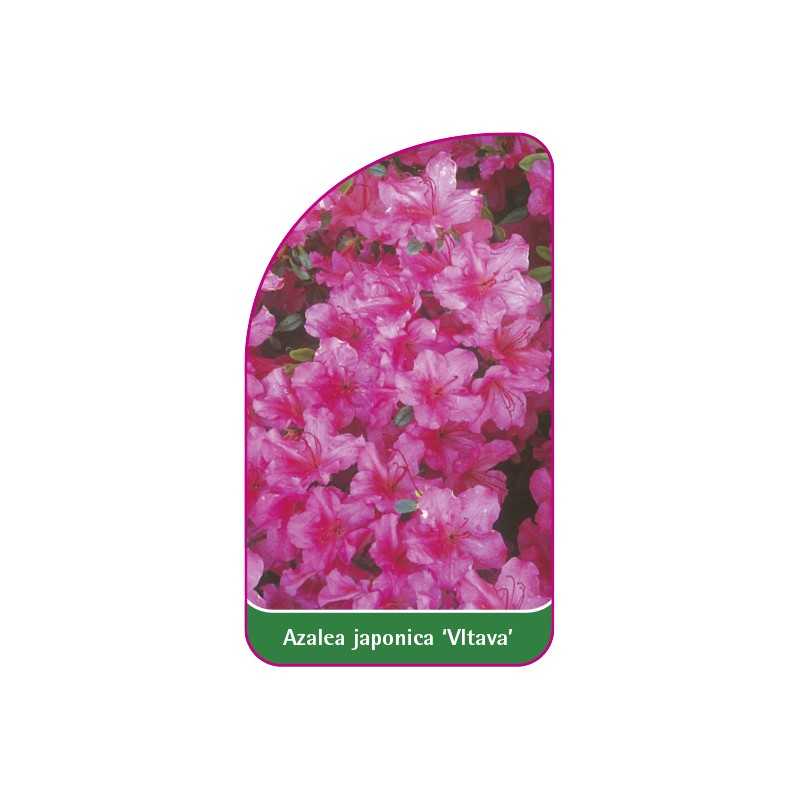 azalea-japonica-vltava-1