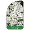 azalea-japonica-white-lady-standard1