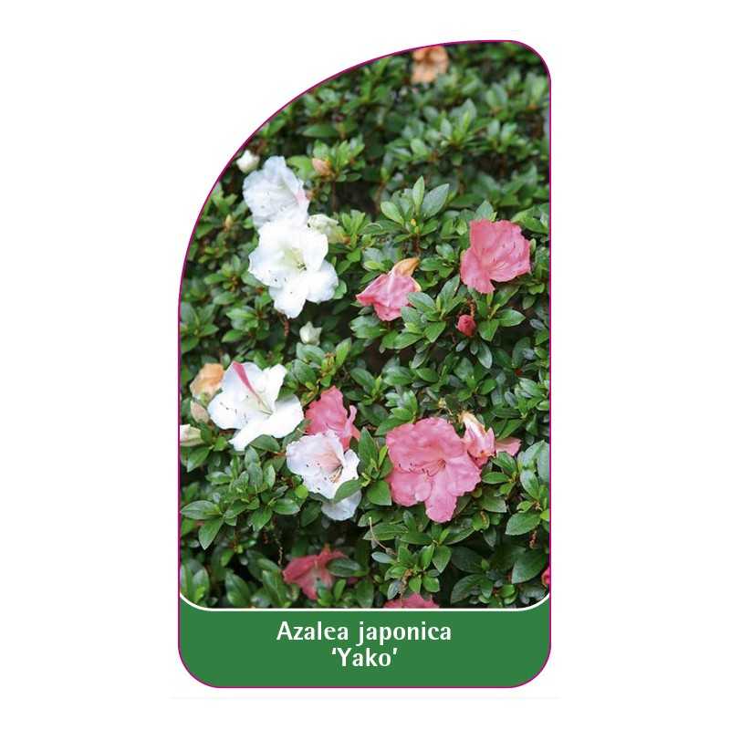 azalea-japonica-yako-1