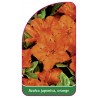 azalea-japonica-orange-a1