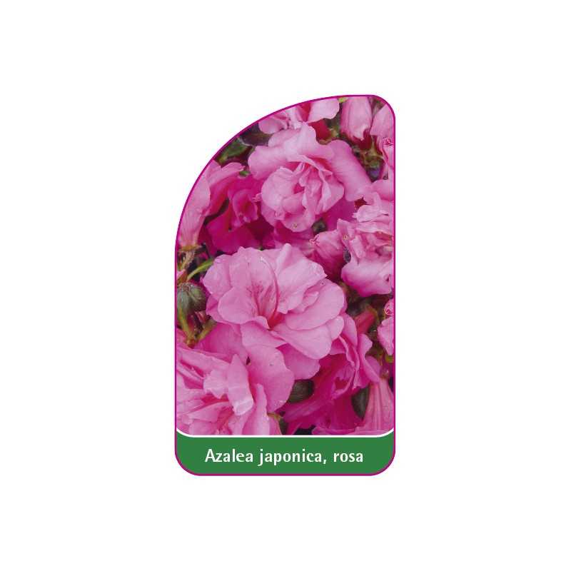 azalea-japonica-rosa-g1