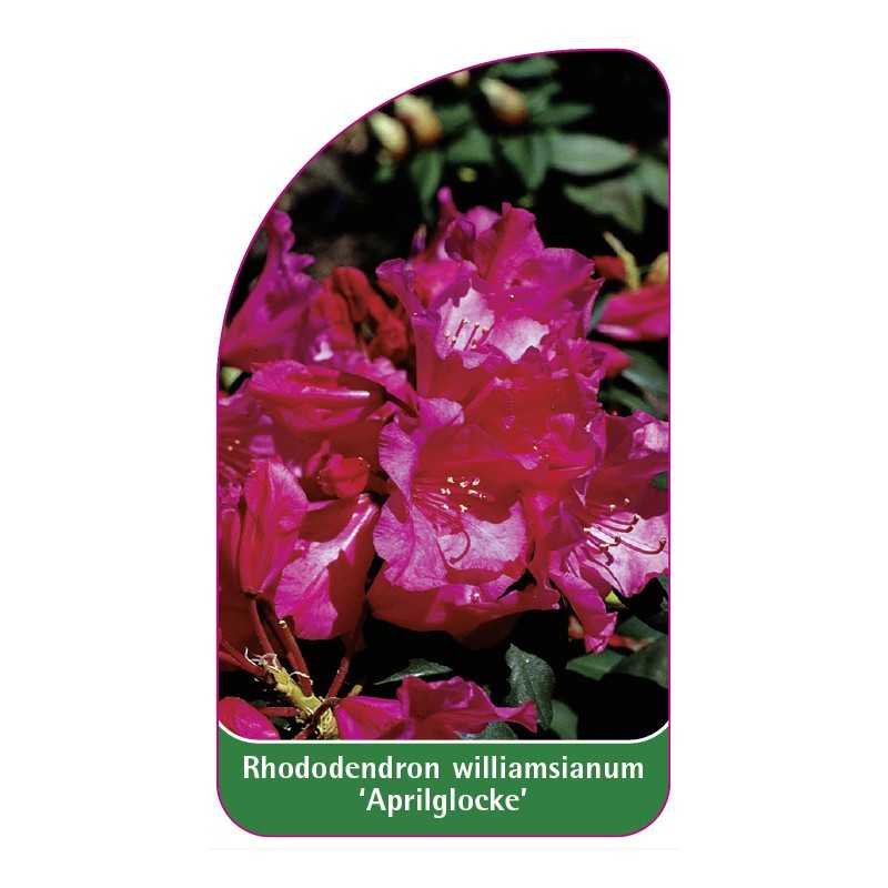 rhododendron-williamsianum-aprilglocke-1