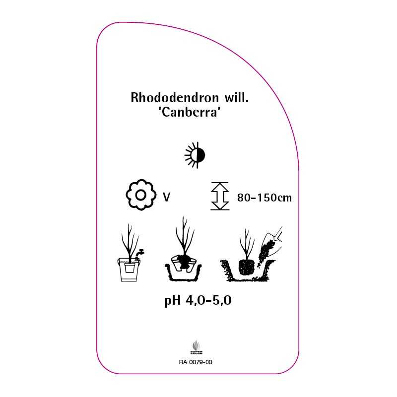 rhododendron-williamsianum-canberra-0