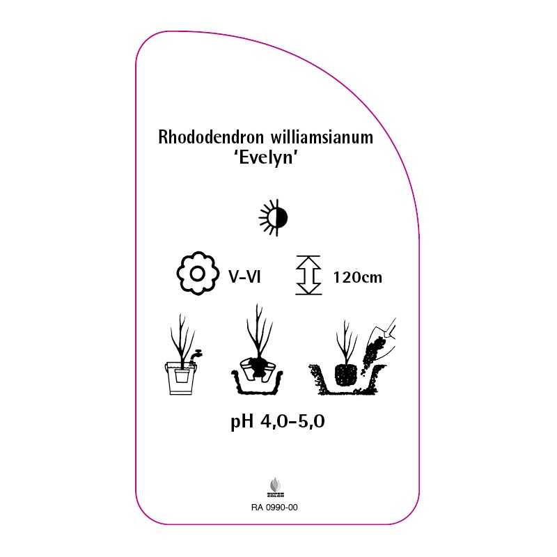 rhododendron-williamsianum-evelyn-0