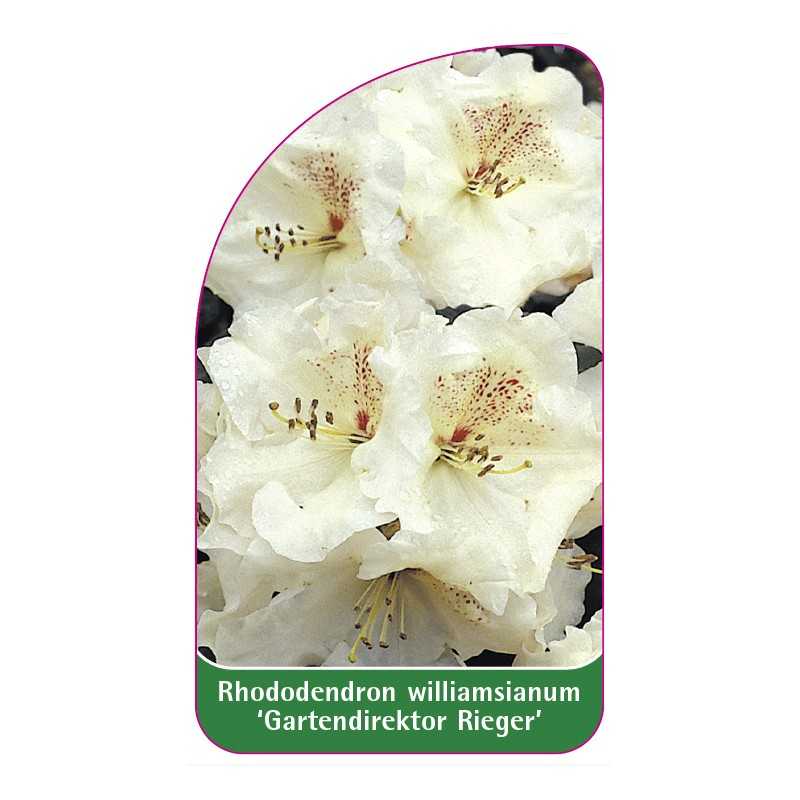 rhododendron-williamsianum-gartendirektor-rieger-a1