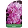 rhododendron-williamsianum-irmelies-1