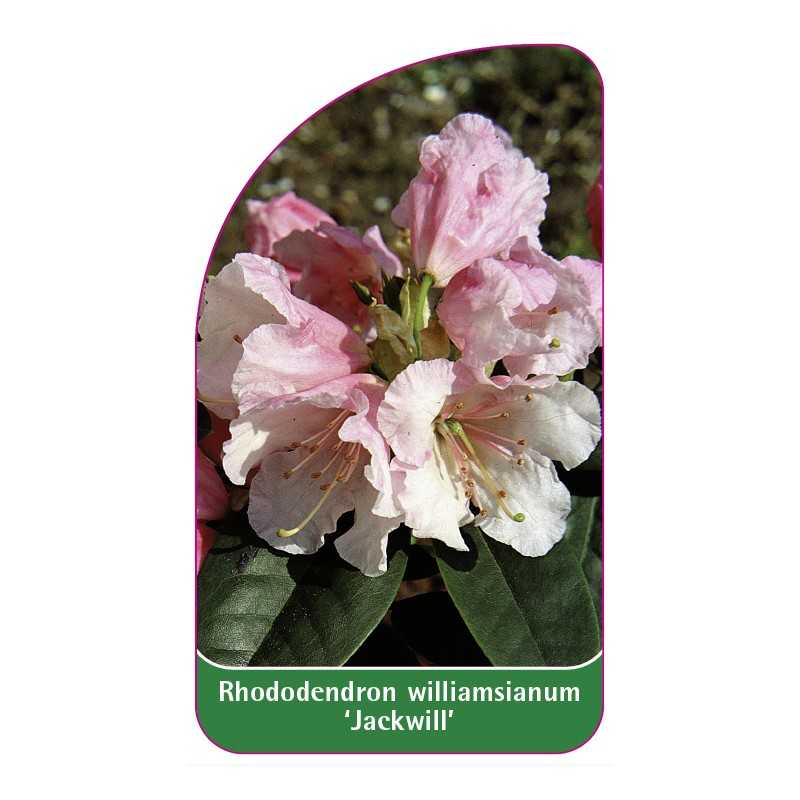 rhododendron-williamsianum-jackwill-1